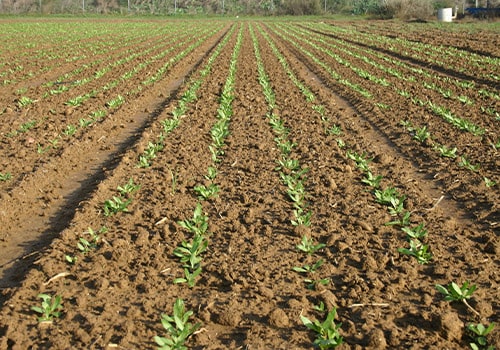 Cártamo Plantación Agrosa Semillas Cártamo Plantación Agrosa Semillas
