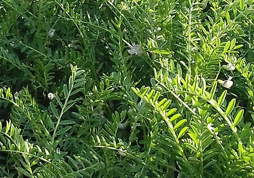 Yeros Agrosa Semillas Yeros Agrosa Semillas